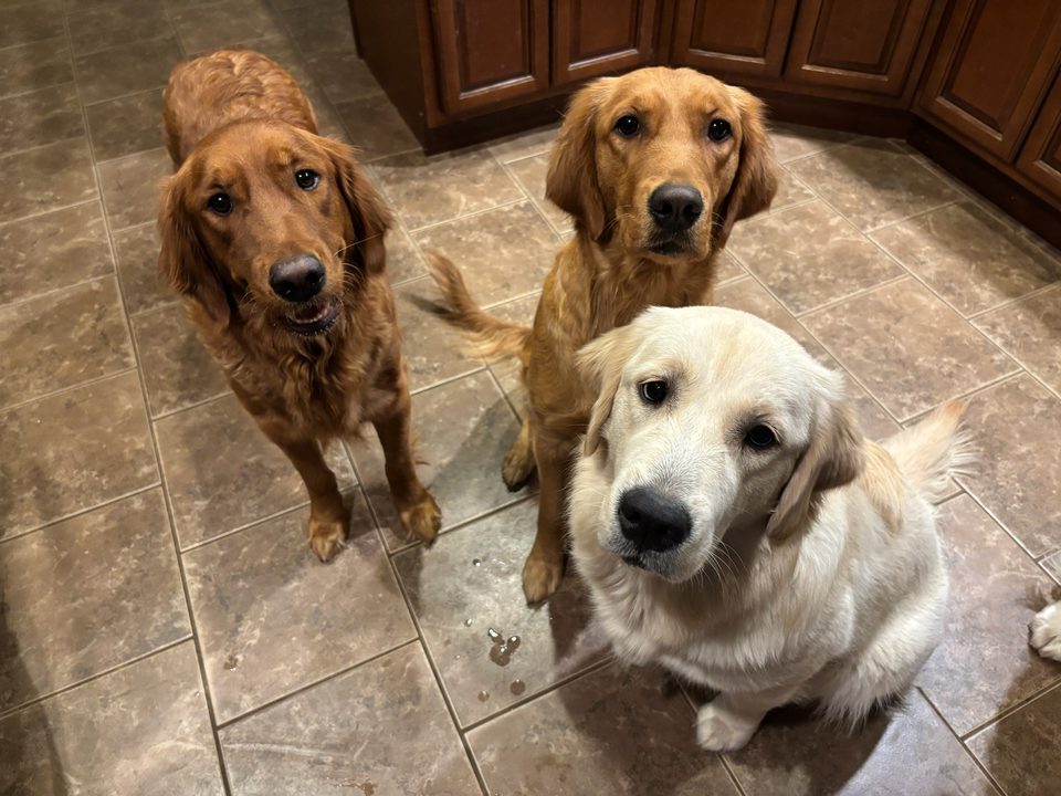 Three adult Westwing golden retrievers, red and cream