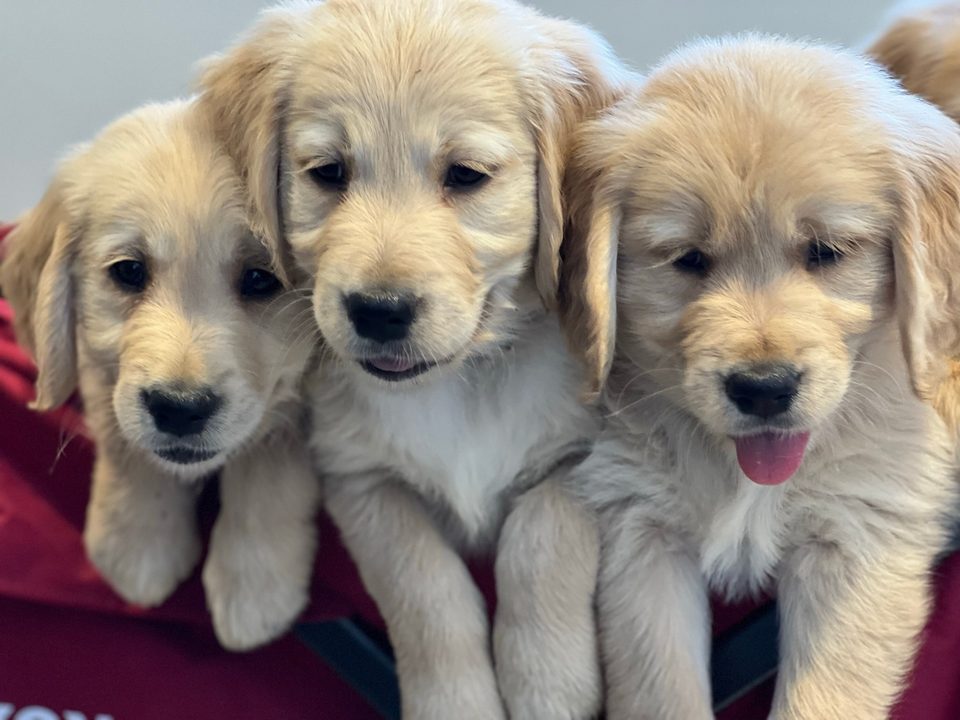 Three cream golden retriever puppies together
