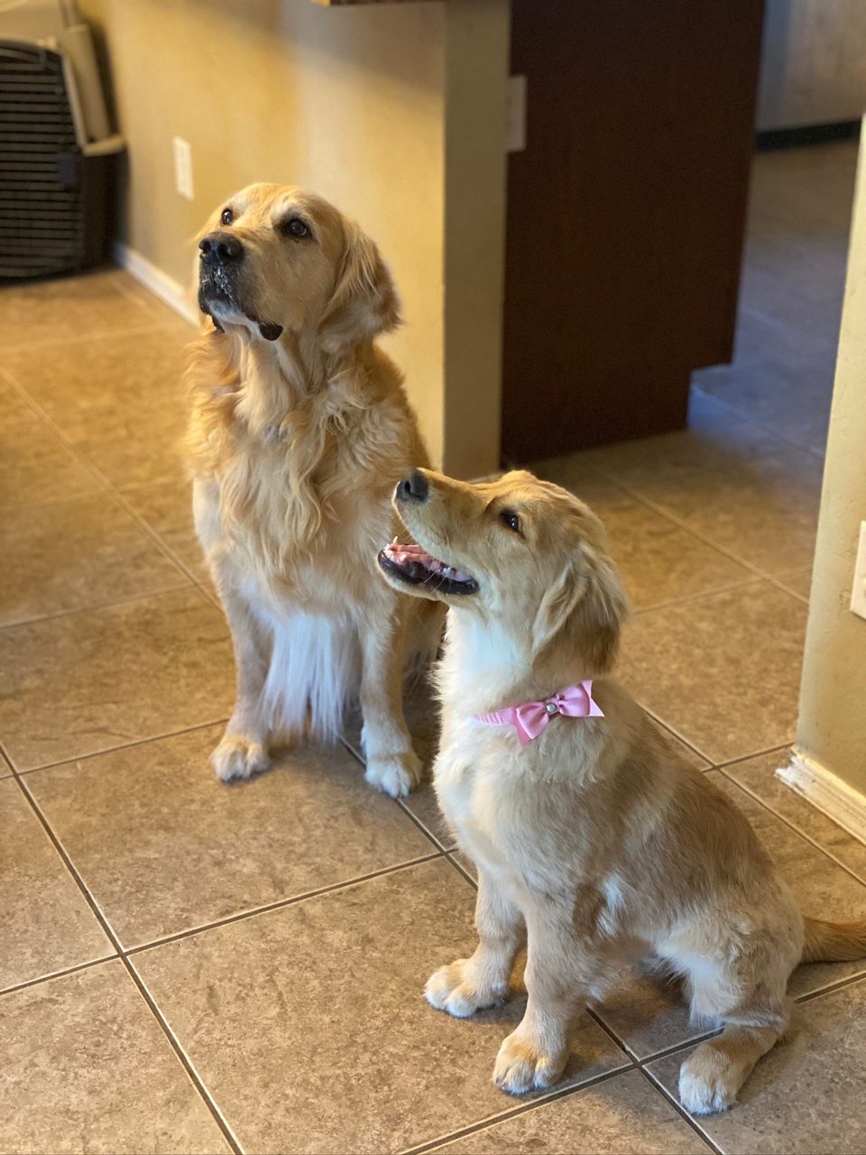 Two Westwing golden retrievers sitting calmly indoors