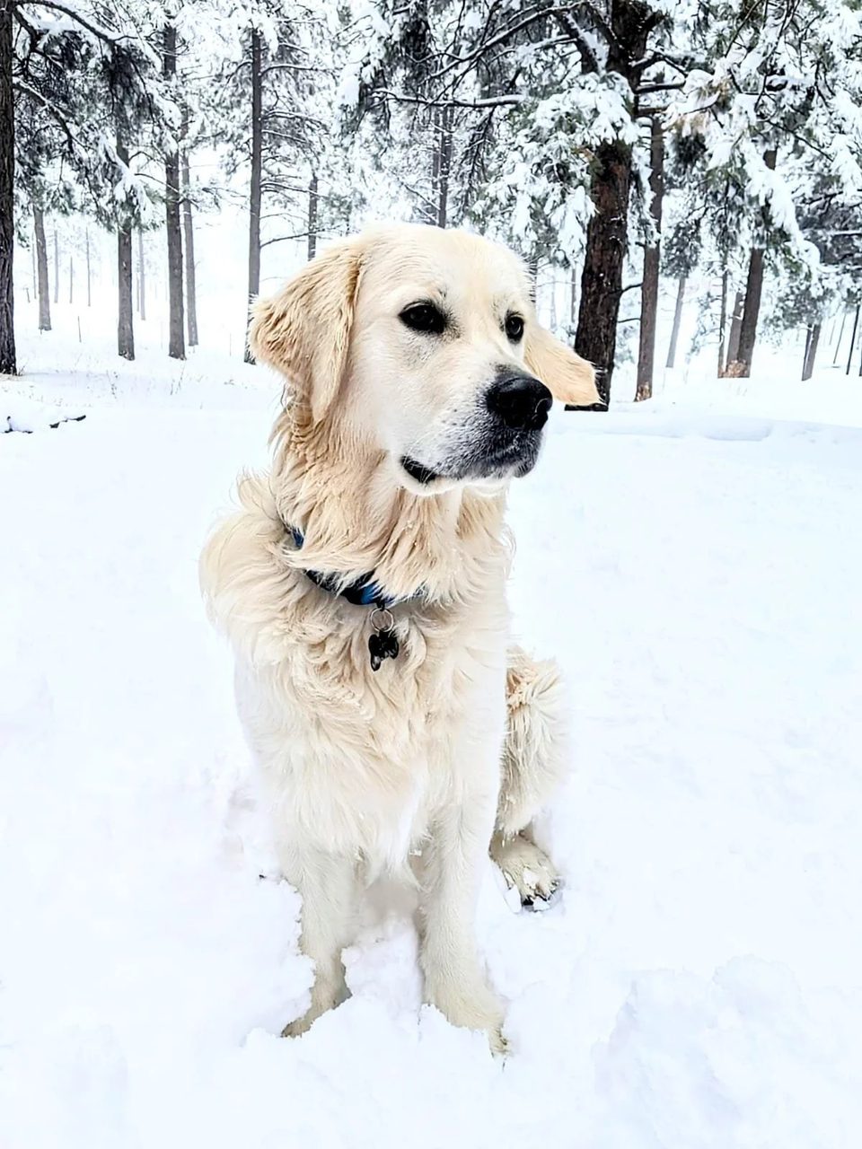 Zorro, cream golden retriever, sitting in the snow